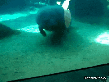Manatee boop gif